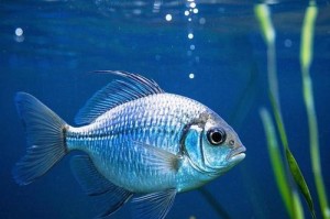 深入了解鱼类的水中呼吸机制（揭秘鱼类通过鳃呼吸的奥秘）
