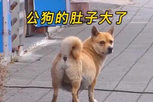 狗狗怀孕的全过程（了解狗狗怀孕，给予关爱与帮助）