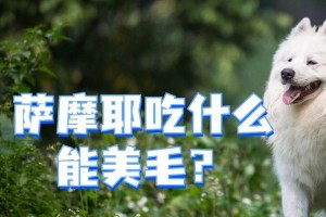 一岁萨摩吃什么药？（了解宠物犬药物治疗的必要性及安全性）