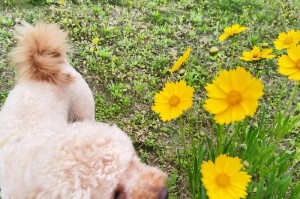 泰迪狗毛色变白了？教你恢复原色的方法！（泰迪狗毛色变白如何解决，找回它的青春色彩。）