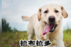 拉布拉多吃磨牙棒的频率与（了解拉布拉多多久吃一个磨牙棒，保护牙齿健康）