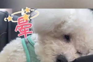 狗狗晕车的表现及应对方法（了解狗狗晕车的主要表现，帮助狗狗舒适乘车）