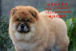松狮犬的价格及相关因素解析（了解松狮犬的售价和市场因素，选择合适的松狮犬宠物）
