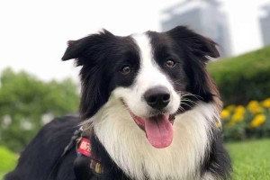 边牧与哈士奇的默契相处之道（以哈士奇犬种为边牧陪伴，共同享受活力与智慧）