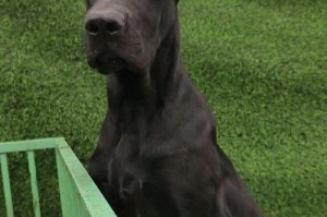 探究黑狼犬皮肤病的症状与治疗方法（黑狼犬皮肤病的症状、原因、防治措施一览）