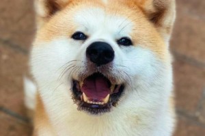 为什么中国不适合养秋田犬？（探讨中国环境与秋田犬特性的不适应性）