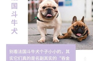 茶杯犬的由来（小巧可爱的茶杯犬是如何成为狗界的宠儿的？）