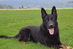 如何选择适合的中大型犬？（品种与价格参考，为您提供选犬参考。）