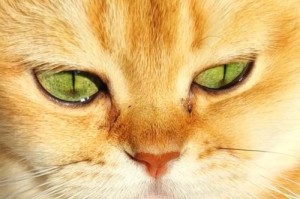 猫咪眼屎多的原因（揭开猫咪眼屎多的神秘面纱）
