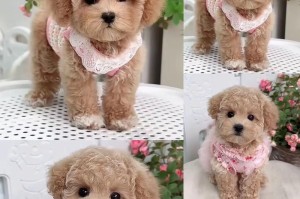 贵宾犬的优缺点及智商分析（探索贵宾犬的特点，了解其优势与劣势，以及智商水平）