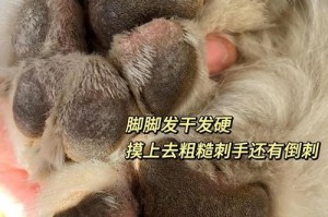 探秘以脚掌很大的狗（大脚掌，大个子——狗狗世界的巨人）