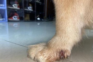 狗狗指甲太长可能引发的症状及处理方法（狗狗指甲太长的后果及如何正确修剪狗狗的指甲）