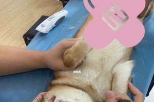 柴犬怀孕了，如何妥善照顾它们的健康？