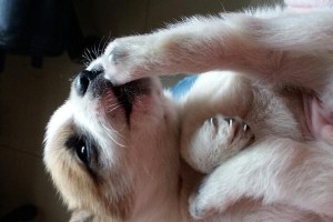 幼犬排便频率与训练需知（探究25天幼犬拉屎时间间隔及正确养育方法）