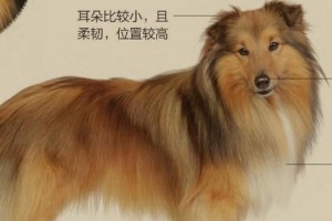以牧羊犬喂的方法（科学的饲养方式让牧羊犬更健康）