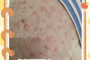 如何治愈幼犬皮肤病？（探索幼犬皮肤病治疗的最佳方法）