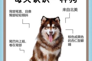 探秘阿拉斯加（揭秘阿拉斯加养育期限与秘密，满足您对阿拉斯加的好奇心！）