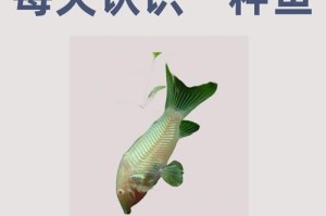 探寻适合新手的入门级鼠鱼品种（推荐几种适合养鼠鱼的入门级品种，帮助新手快速上手养殖）