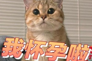 揭秘猫咪为何会假怀孕的原因（深入探讨猫咪假怀孕的生理和心理原因）