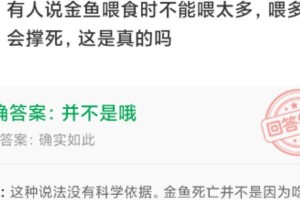 如何正确喂养新买的金鱼（金鱼喂食时间表及喂食技巧）