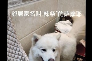 探究为什么萨摩耶犬不叫（从品种特点到训练方法，解析萨摩耶不叫的原因）