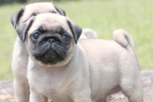 巴哥犬饲养三大注意事项，让你的宠物健康快乐（巴哥犬日常饲养关键点揭秘，为你带来完美的宠物生活）