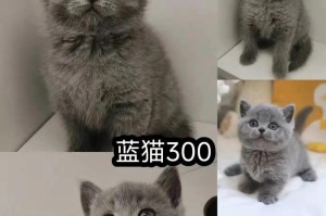 探索英短蓝猫幼崽的品相之谜（了解如何判断英短蓝猫幼崽的品相，拥有一只纯种蓝猫。）