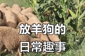 狗狗放羊需要多长时间？（探寻狗狗放羊的时间成本及效果）