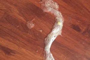 法斗的挑食困扰（挑剔的吃货——法斗独特的饮食习惯）