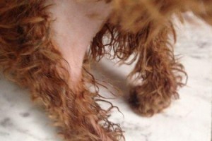 以迪犬总是喜欢舔人手脚的5个隐藏意义（探索以迪犬喜欢舔人手脚的背后真正的意思，解读它们的行为）