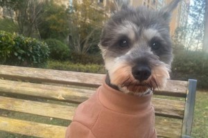 泰迪犬和雪纳瑞（探究泰迪犬和雪纳瑞的特点与魅力，解读养雪纳瑞的难题）
