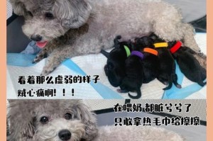 泰迪犬分娩（母犬分娩注意事项及新生泰迪犬护理指南）