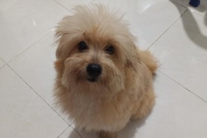 狗耳朵出血的原因及处理方法（探究狗耳朵出血的原因和提供相应的处理方法）