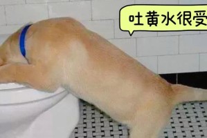 如何预防和治疗狗狗的常见肠胃不适？（七种常见狗狗肠胃问题及解决方法）