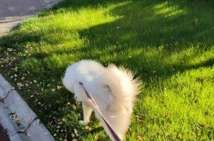 狗狗溜多久合适？（探究狗狗溜的时间和频率，提供合理建议）