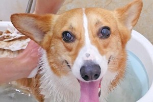 柯基犬4个月大，洗澡频率如何？（柯基犬的洗澡需求和注意事项）