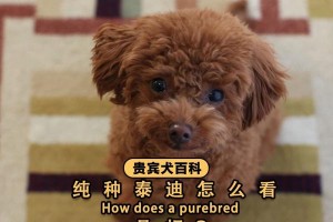 纯种泰迪犬的价格及相关信息（探讨纯种泰迪犬的价格范围和购买需知）