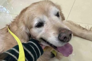 饲养金毛犬的5点注意事项（了解金毛犬的饮食需求，让它健康快乐成长）