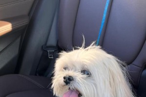 泰迪犬口吐白沫的原因及应对方法（探究泰迪犬口吐白沫的可能原因，提供相应的解决方案）