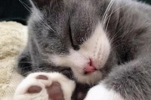 猫爪的特点与功能（揭秘猫爪的奥秘，探索其神奇之处）