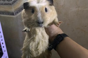 荷兰猪的喜好颜色与个性特点（探秘荷兰猪喜欢的颜色及其背后的心理需求）