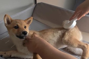 狗狗生产周期揭秘（了解狗狗的孕育奇迹及时间要求）
