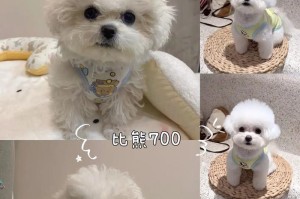 比熊寿命之谜（解密比熊寿命）
