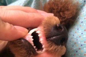 狗的胎毛更替周期（揭秘狗狗胎毛蜕换的时间以及注意事项）