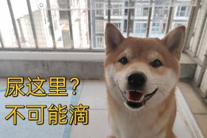 泰迪犬能憋尿多久？（探讨泰迪犬憋尿能力的时间限制）
