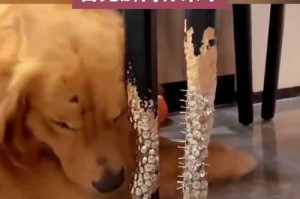 狗狗喜欢没人的时候拆家的原因（探究狗狗拆家行为的心理需求与应对方法）