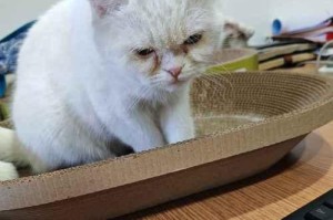 了解猫咪鼻炎的预防与分辨