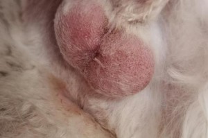 公猫绝育为什么不包扎？（探究公猫绝育术不使用包扎的原因）