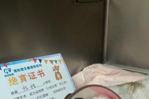 狗绝育后的康复时间及注意事项（了解狗绝育术后的康复期是保护它们的关键）