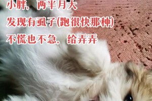 正确驱虫方法（有效驱虫策略和关键注意事项，让你的宠物健康快乐）